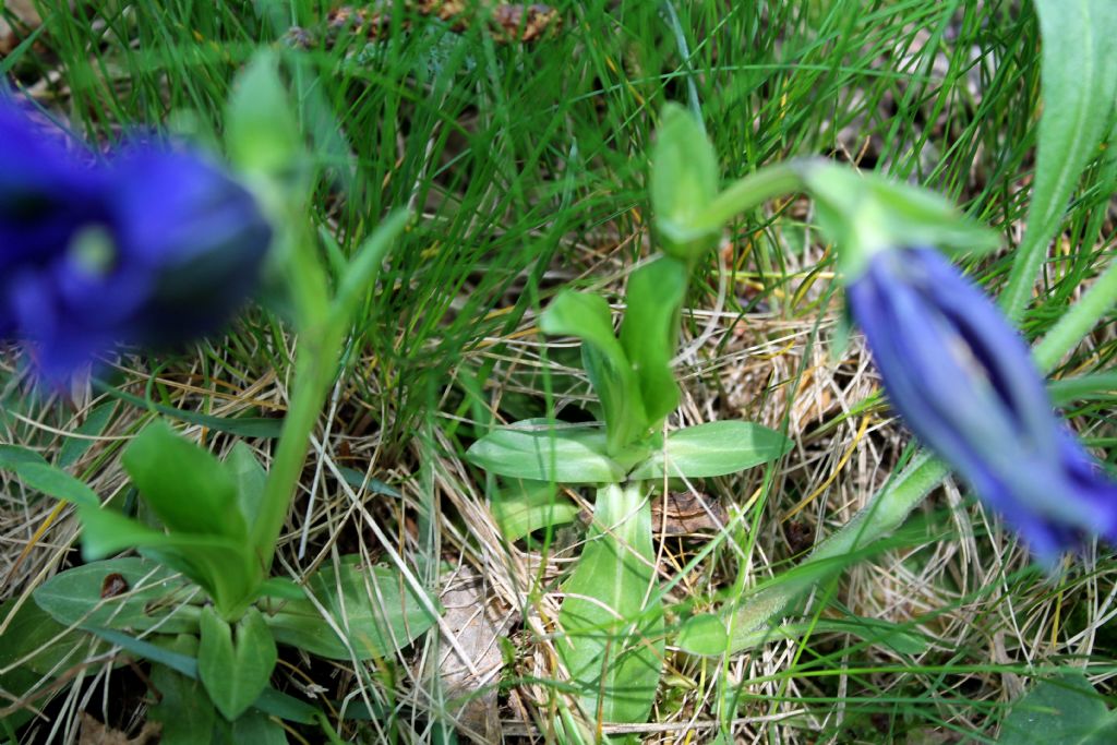 Gentiana acaulis